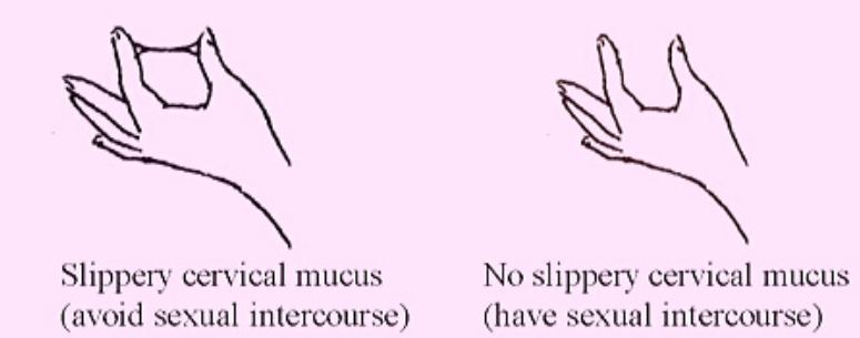 Observe cervical mucus